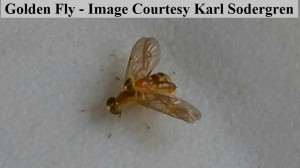 Worms for worm farms and fishing bait Golden Fly  mating Karl Sodergren (1)                        